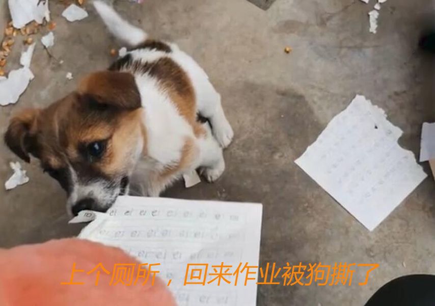 狗撕了暑假作业小孩哭的图片狗撕暑假作业引发小孩泪崩，背后的故事引人深思